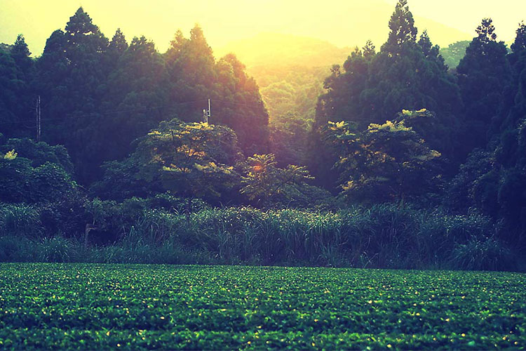 屋久島。完全無農薬の日本茶
